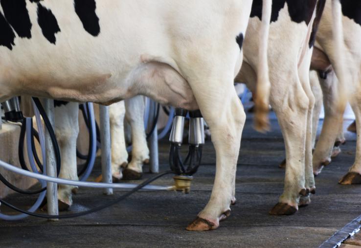 Les producteurs réclament l'application de la loi Egalim pour obtenir un prix du lait couvrant leurs coûts de production et dénoncent l'écart avec l'Allemagne.