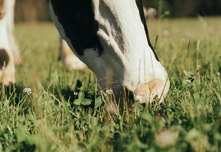 La réduction des charges est notamment due à l’alimentation à l’herbe, avec moins de concentrés achetés et moins d’investissements en bâtiments.