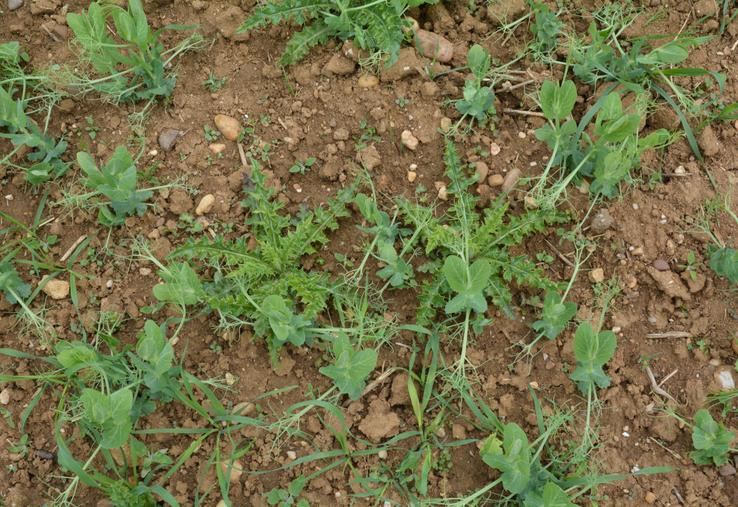 En pois d'hiver, la prélevée est à privilégier pour maîtriser les flores difficiles comme les coquelicots, renouées ou gaillets.