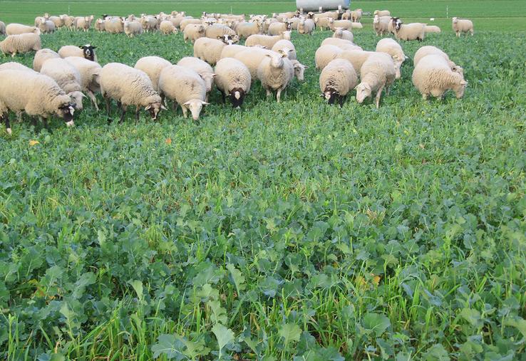 Les brebis économisent du temps et de la main-d'œuvre.