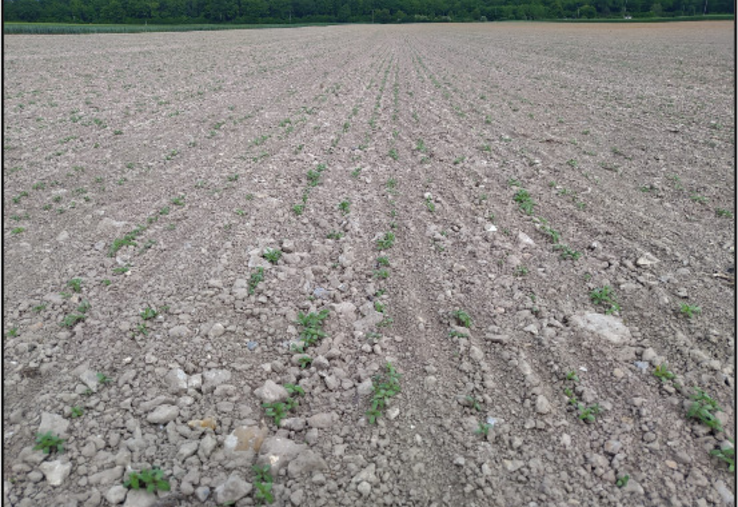 Levée au 10 mai sur une parcelle semée le 4 mai (sud de l'Eure).