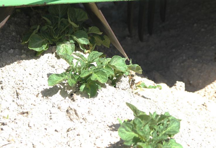 Une nutrition phosphorée insuffisante dès le démarrage du cycle de production peut entraîner une perte de rendement de 10 à 15 %.