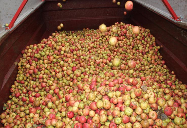 Récolte des pommes à cidre.
