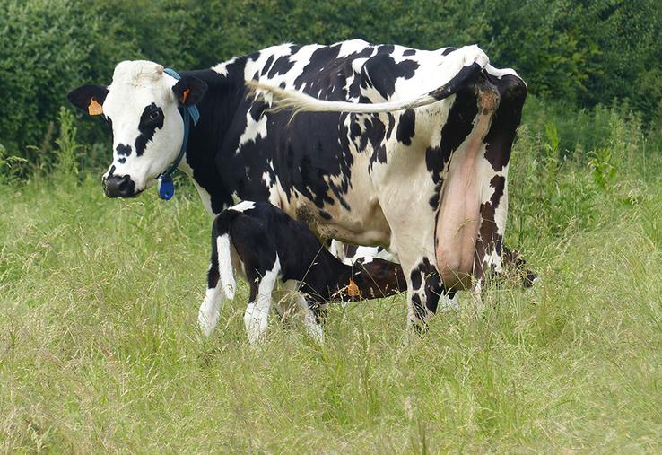 Élevées par une nourrice, les génisses ont moins de maladies et une meilleure croissance. Leur âge au premier vêlage peut être envisagé à 24 mois.