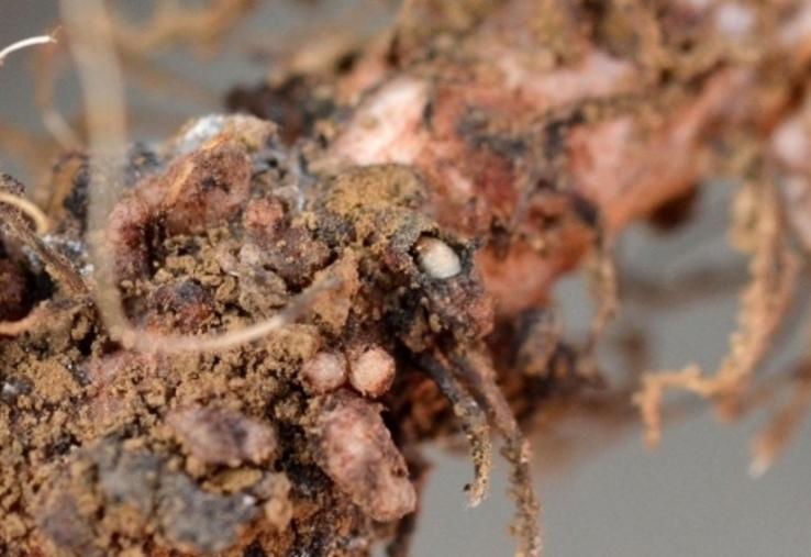 Les larves de sitones détruisent les nodosités.