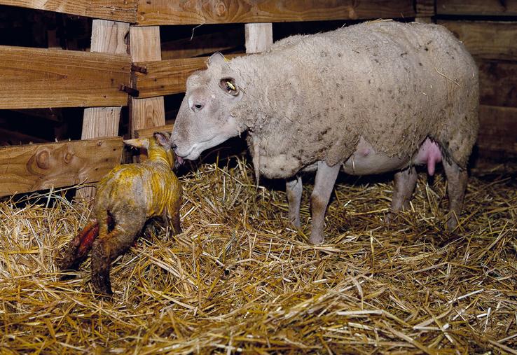 Dans la grande majorité des cas, la brebis met bas toute seule.