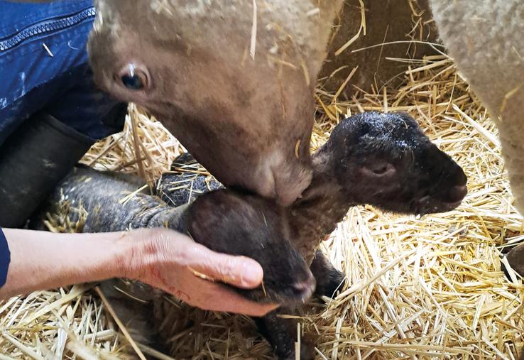 Retrouvez également des astuces à mettre en place lors de l'agnelage, pour réanimer un nouveau-né par exemple.