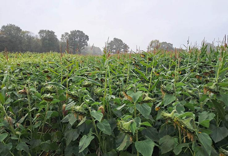 Cive d’été. Disposant d’une bonne résistance au stress hydrique et thermique, le tournesol, en association avec du maïs ou du sorgho, s’avère une solution satisfaisante en Seine-Maritime, d’autant que certaines variétés, spécifiques aux Cive, s’affichent à un prix très abordable.