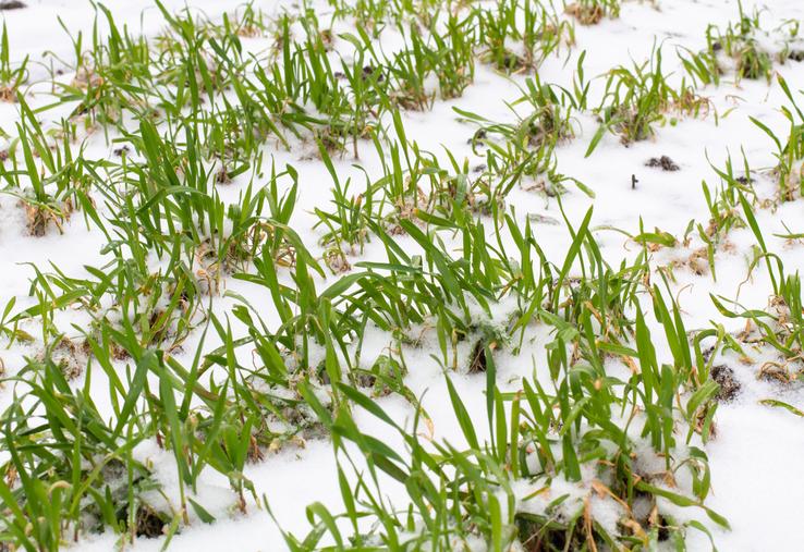 Les périodes de températures faibles voire de gel modéré entraînent l'endurcissement au froid.