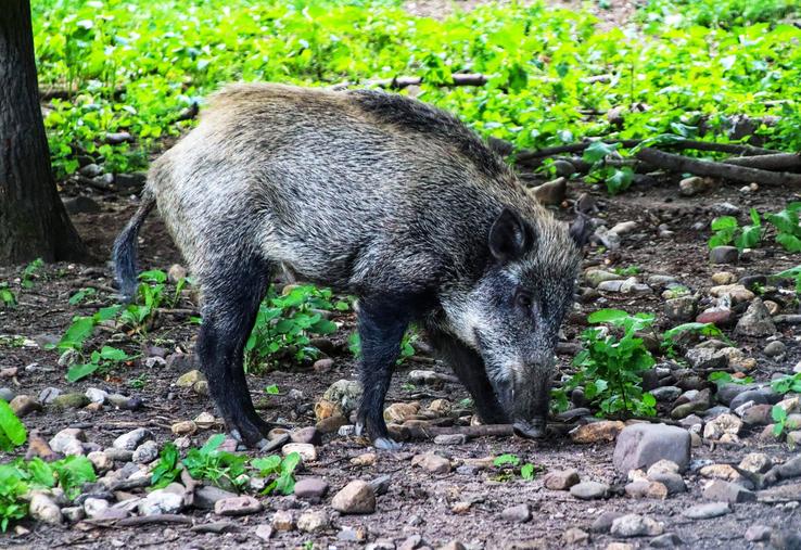 Après avoir été exposé à des sangliers, le chien de chasse est tombé malade puis est décédé dans les 24 à 48 heures qui ont suivi.