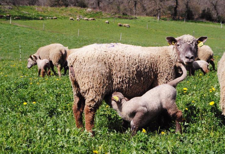 Les jeunes agneaux parviennent à développer une immunité face aux tiques.
