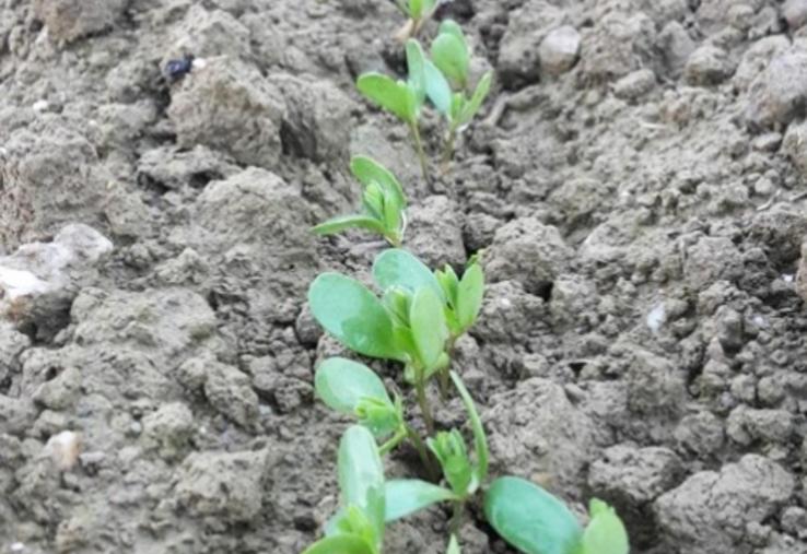 Bien choisir sa parcelle.