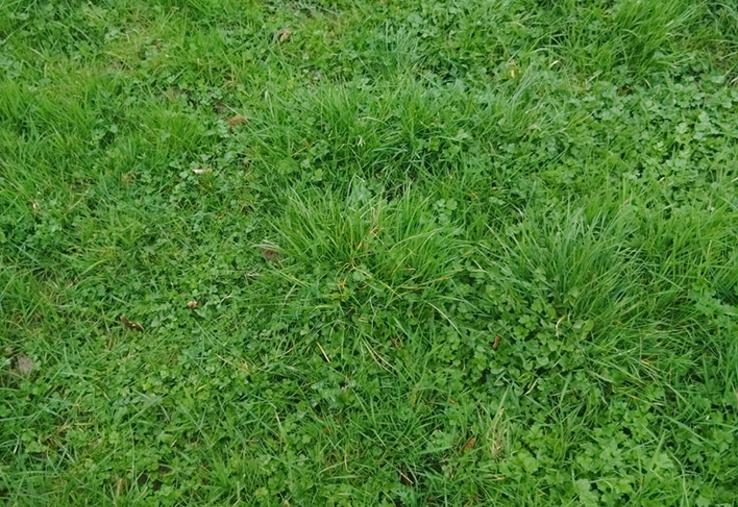 Prairie permanente sur le site de Foucart.