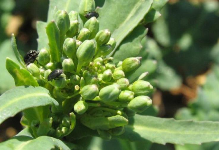 Le méligèthe est un petit coléoptère de 1,5 à 2,5 mm, son corps de forme aplatie est noir brillant avec des reflets métalliques parfois verts. Ses antennes et ses pattes sont noires ; ses antennes sont en forme de massue.