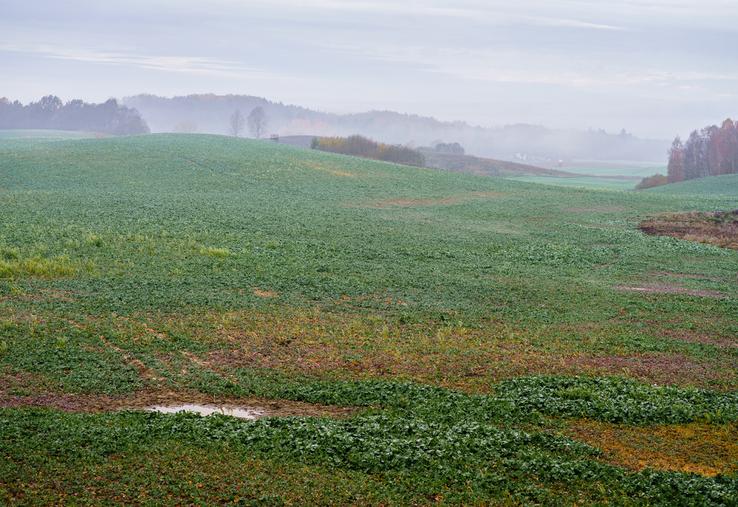 Avec l'accumulation d'eau, la photosynthèse, et par extension la croissance, sont impactées (la feuille prend une couleur brune à rouge).