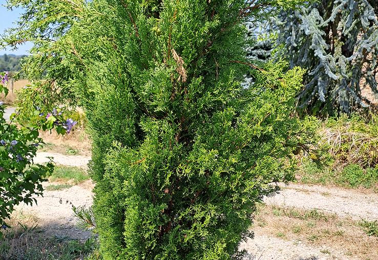 L'if à baies n'est toxique que lorsqu'il a été coupé.