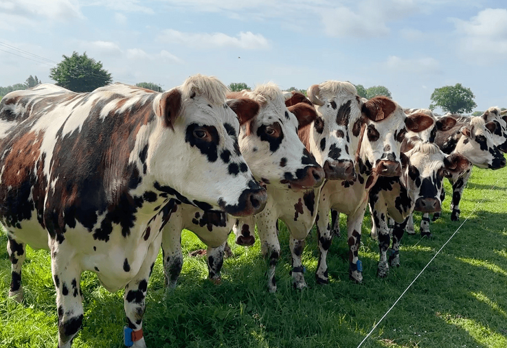 La plus importante des clés pour garantir la meilleure immunité d'un élevage reste l'œil de l'éleveur.