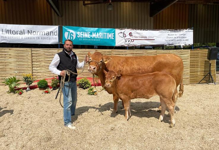 Les vaches d'Anthony Grisel sont inscrites au Herd Book limousin.
