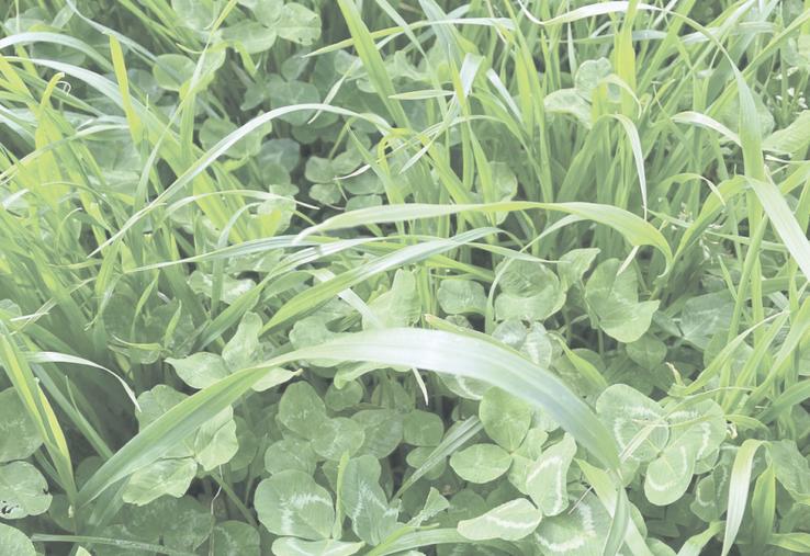 Les prairies temporaires riches en légumineuses peuvent attendre sans perdre en valeur alimentaire.