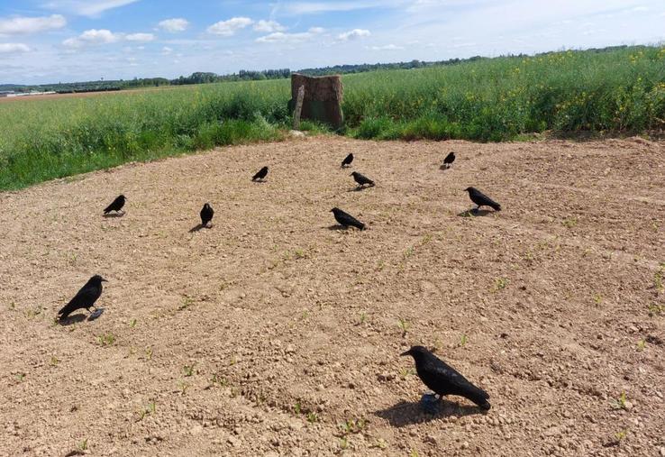 La régulation des corvidés est possible du 1er avril au 31 juillet, avec une autorisation administrative