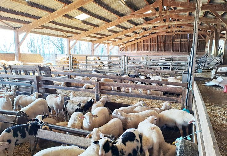 Le bardage n'est pas indispensable, lorsque les animaux logés sont des adultes ou des agneaux sevrés.