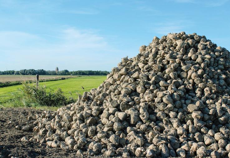 Malgré un contexte de marché dégradé, Cristal Union a assuré à ses adhérents une rémunération moyenne de 35 €/t pour les betteraves contractées pour la récolte 2025.