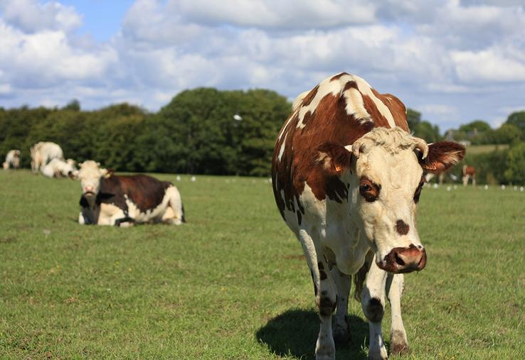 Vaches normandes.