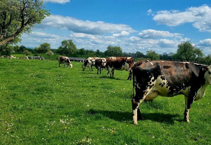 310 fermes normandes engagées et suivies dans la transition climatique, telle est l'ambition du projet Scope bas-carbone Normandie polyculture-élevage porté par l'Idele et ses partenaires.