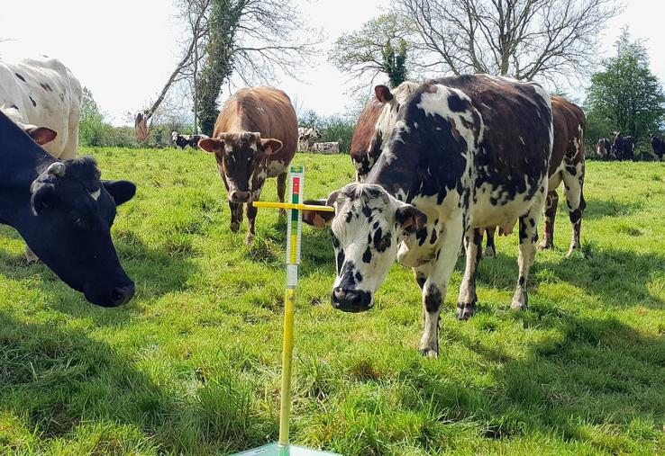 Le stock d'herbe est limité mais la qualité de l'herbe reste très bonne.