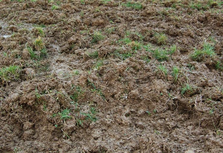 Dégâts de sangliers sur prairie.