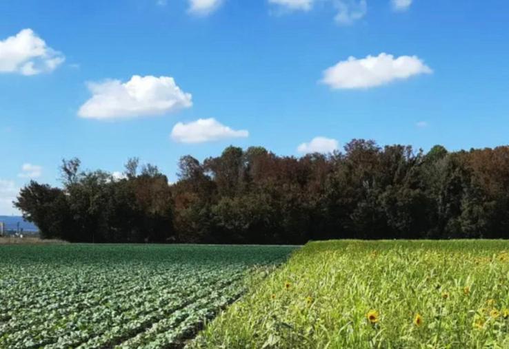 Avec le réseau Rés0Pest, l'Inrae a expérimenté pendant dix ans des systèmes agricoles sans aucun pesticide.