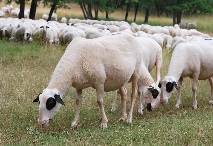 Pour être efficace, un traitement à la moxidectine nécessite des animaux en bon état.