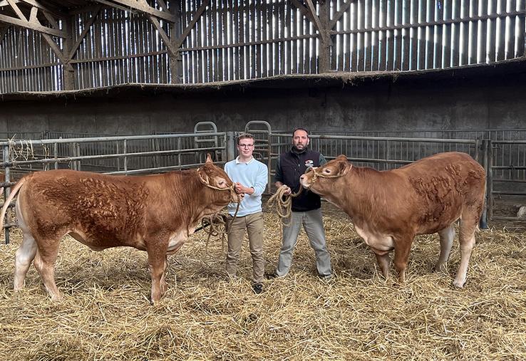 Anthony Grisel et son fils seront à Forges avec trois bovins limousins. Ici avec Valse et Victoria, vaches de 18 mois. Valid, taureau de 18 mois, n’était pas encore prêt à se faire photographier ! « Dresser un animal demande beaucoup de temps ».