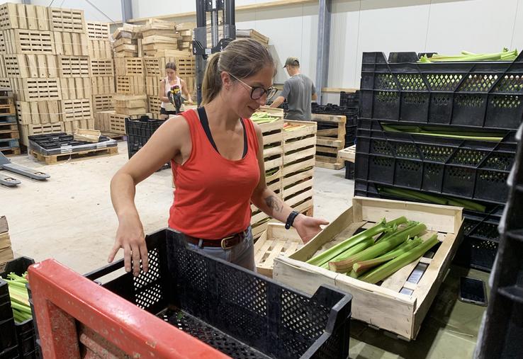 Les tiges sont expédiées aussitôt récoltées pour un produit livré très frais.