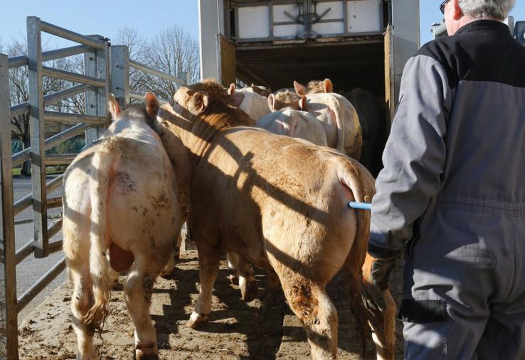 Chargement d'un lot de broutards charolais pour l'engraissement.