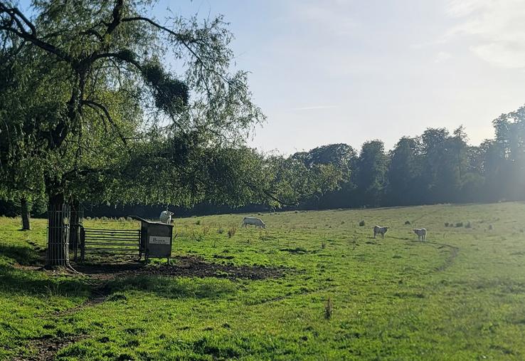 « L'eau, l'ombre et une bonne gestion du stock d'herbe  sont les trois leviers pour maintenir le pâturage durant  les épisodes de fortes chaleurs », confie Baptiste Lemonnier.