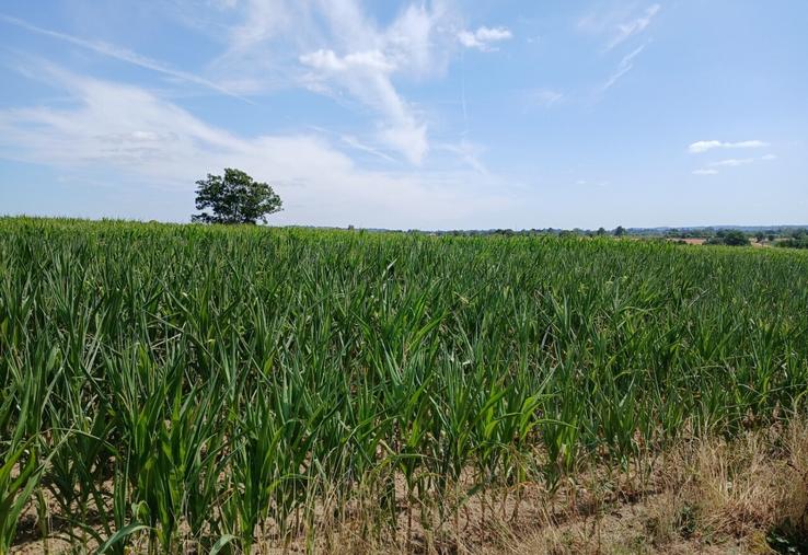 Maïs ensilage souffrant de la sécheresse dans le Sud-Manche.