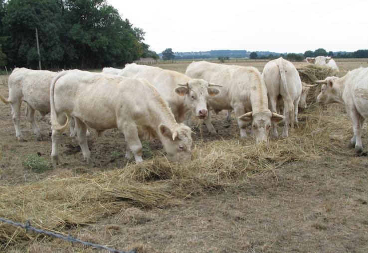 La sécheresse met sous tension de nombreuses exploitations biologiques.
