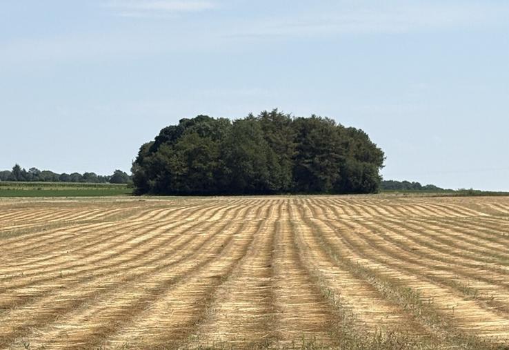 Les lins sont bien fanés. Tout va bien. La patience est de mise pour rentrer des lins de très bonne qualité.