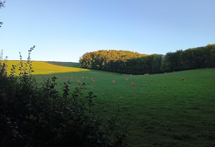 Le ratio prairie se stabilise en Normandie.