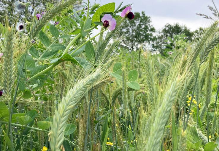Au printemps prochain, le méteil implanté cet automne pourra être récolté en ensilage au mois de mai et ainsi reconstituer une partie des stocks qui fait aujourd'hui défaut.