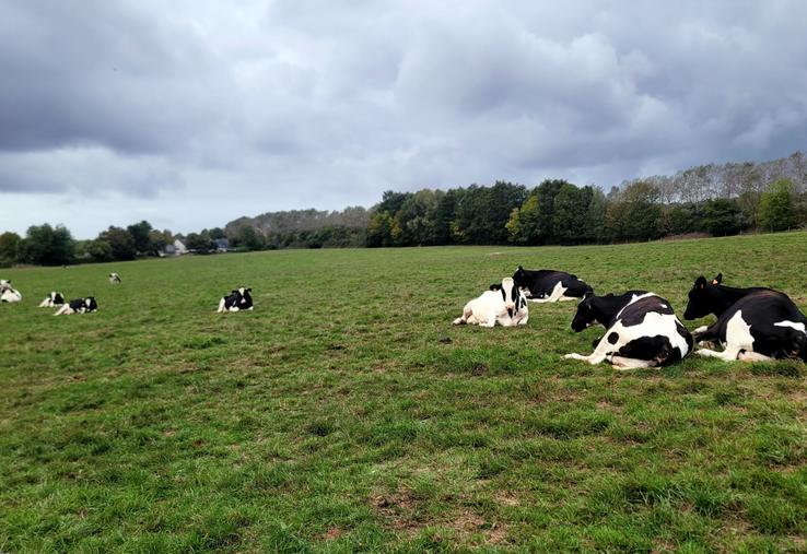 Une offre mondiale de lait toujours soutenue, mais une production française mise à l'épreuve par les aléas climatiques.