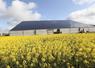 Bâtiment agricole recouvert d'un toit de panneaux solaires derrière un champ de colza en fleurs.