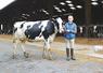 Marius Kropfeld avec l’une des trois vaches qu’il présentera samedi après-midi au concours prim’holstein du Comice de Forges. Une première pour lui et les animaux.