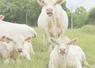 Charolais en pré à la Ferté-Saint-Samson.