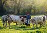Les revenus des éleveurs laitiers restent modestes : près de la moitié (45 %) perçoit moins de 1 500 € par mois, tandis que seuls 25 % dépassent les 2 000 €, dont une minorité de 5 % franchit le seuil des 3 000 €.