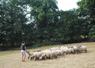 90 % des protéines consommées par les ovins viande ne le sont pas par l'homme.