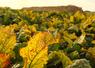 En 2025, En Normandie et Val-d'Oise, 90 % des parcelles de betteraves ont eu moins de 10 % de jaunisse.