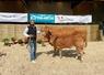 Les vaches d'Anthony Grisel sont inscrites au Herd Book limousin.