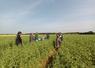 Visite des parcelles du projet avec les agriculteurs et les conseillers.